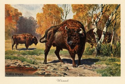 Europeisk bison eller zubr i en skoglysning. av Heinrich Harder