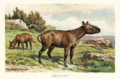 Hyracodon, utdødd slekt av ponnilignende pattedyr, Oligocene. ,1908 (Skriv ut) av Heinrich Harder