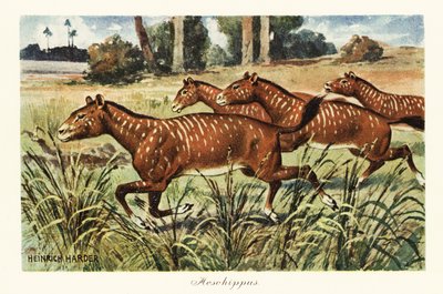 Mesohippus, utdødd slekt av tidlig hest., 1908 (Trykk) av Heinrich Harder