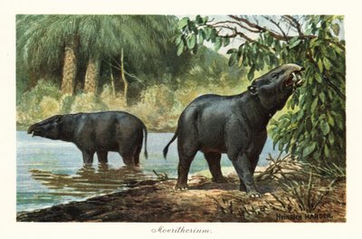 Moeritherium, utdødd slekt av proboscidean fra eocen. ,1908 (Skriv ut) av Heinrich Harder