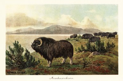Moskus eller moskus, Ovibos moschatus., 1908 (Trykk) av Heinrich Harder
