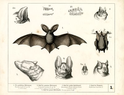 Flaggermusarter med anatomiske detaljer av Heinrich Leutemann
