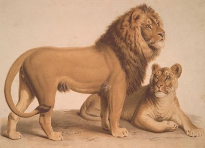 Løven / Felis Leo av Heinrich Leutemann