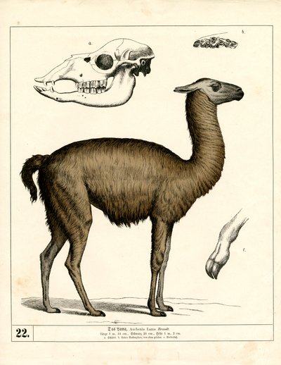  av Heinrich Leutemann