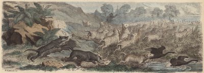 Tasmanske tigre angriper sauer i Tasmania (farget gravering) av Heinrich Leutemann
