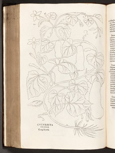 BT3.26.5 s.370 Courgette, illustrasjon fra The history of racial commentaries av Leonhart Fuchs, 1542 av Heinrich and Meyer, Albert Fullmaurer
