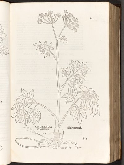 BT3.267.5 s.125 Wild Angelica, illustrasjon fra The history of racial commentaries av Leonhart Fuchs, 1542 av Heinrich and Meyer, Albert Fullmaurer