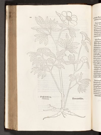 BT3.267.5 s.311 Paeony, illustrasjon fra The history of racial commentaries av Leonhart Fuchs, 1542 av Heinrich and Meyer, Albert Fullmaurer