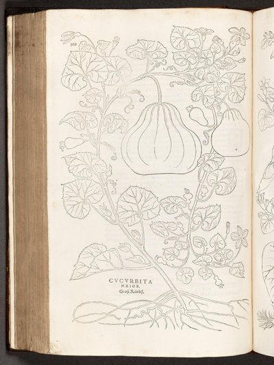 BT3.267.5 s.368 Gourd, illustrasjon fra The history of racism av Leonhart Fuchs, 1542 av Heinrich and Meyer, Albert Fullmaurer