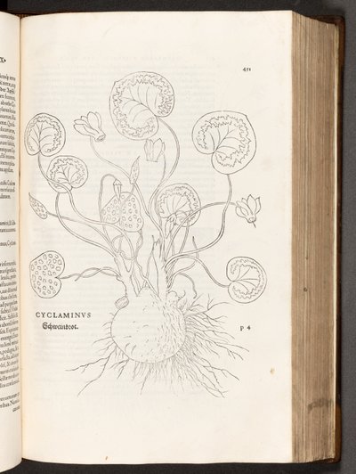 BT3.267.5 s.51 Cyclamen, illustrasjon fra The history of racial differences av Leonhart Fuchs, 1542 av Heinrich and Meyer, Albert Fullmaurer