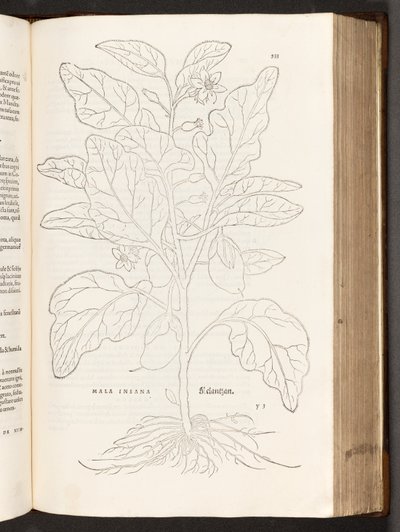 BT3.267.5 s.533 Aubergine, illustrasjon fra The history of racial commentaries av Leonhart Fuchs, 1542 av Heinrich and Meyer, Albert Fullmaurer