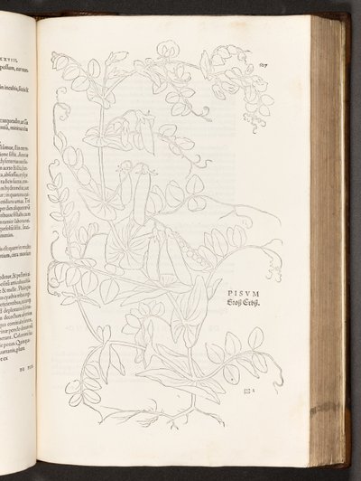 BT3.267.5. s.627 Pea, illustrasjon fra The history of racial commentaries av Leonhart Fuchs, 1542 av Heinrich and Meyer, Albert Fullmaurer