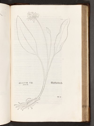 BT3.267.5 s.739 Allium, illustrasjon fra The history of racism av Leonhart Fuchs, 1542 av Heinrich and Meyer, Albert Fullmaurer
