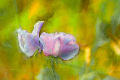 Autumn Sweetpea I, 2018 av Helen White