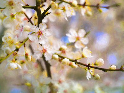 Blossom Joy, 2019 av Helen White