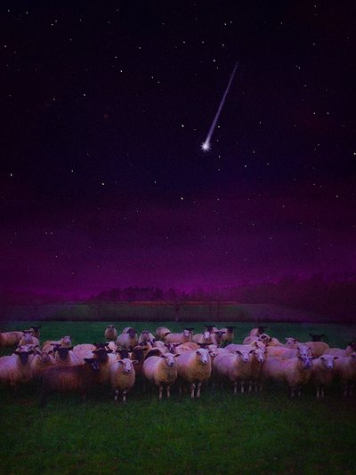 Flock by Night, 2019 av Helen White