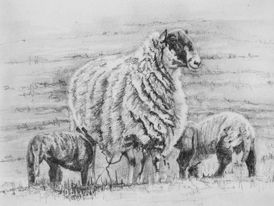 Stolt søye, 2012, (blyanttegning) av Helen White