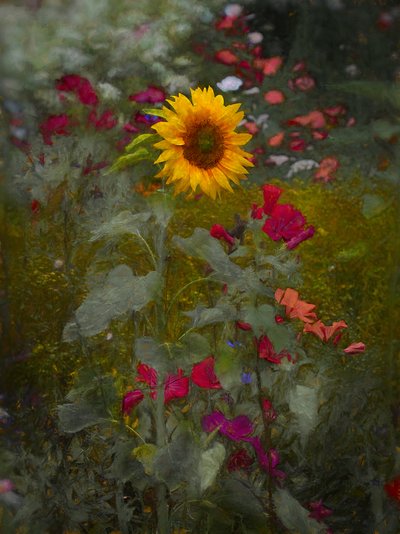 Solkongen, 2019 av Helen White