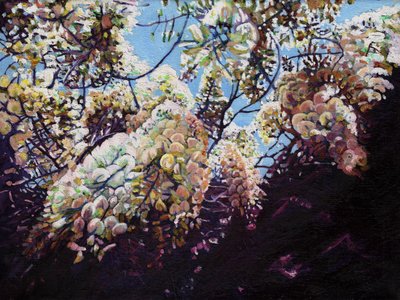 Hvit blåregn, 2012, av Helen White