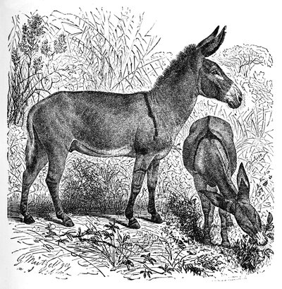 Afrikansk villesel, ca 1900 av Helena J. Maguire