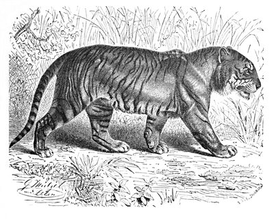 Bengal Tiger, c1900 av Helena J. Maguire