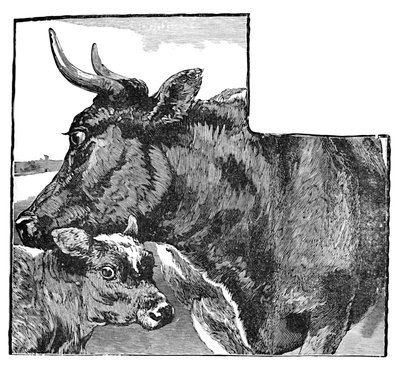 Ku og kalv, c1900 av Helena J. Maguire