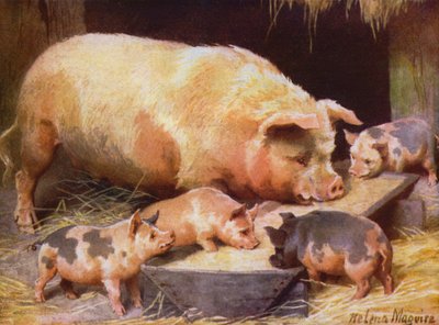 Purke og smågriser (farge litho) av Helena J. Maguire