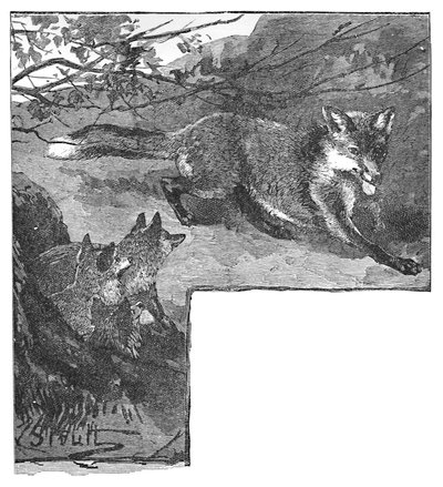 The Fox and her Cubs, c1900 av Helena J. Maguire