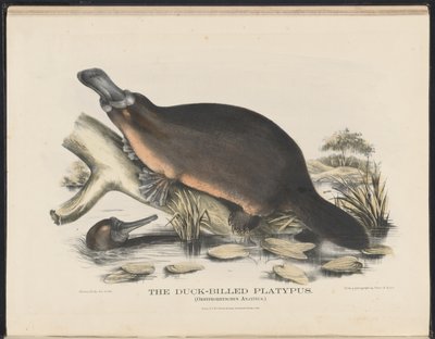 Pattedyr i Australia (Krefft) Nla.obj-33627803-16 The Duck-billed Platypus av Helena Scott