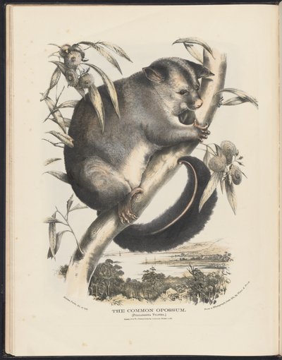 Pattedyr i Australia (Krefft) Nla.obj-33627803-9 The Common Opossum. av Helena Scott