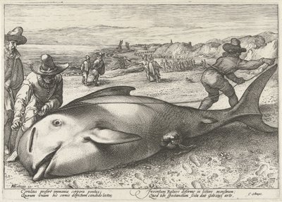 Strandet grindhval på stranden ved Zandvoort, 1594 av Hendrick Goltzius (workshop of)