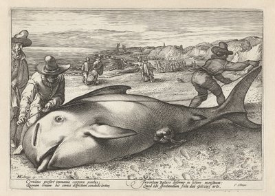 To menn måler en strandet hval av Hendrick Goltzius (workshop of)