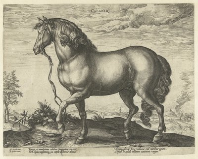 Hest fra Calabria Calaber (tittel på objekt) Hesteraser fra Royal Stables of Don Juan of Austria (serietittel) av Hendrick Goltzius