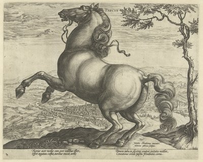 Hest fra Toscana tvscvs (tittel på objekt) Hesteraser fra den kongelige stallen til Don Juan av Østerrike (serietittel) av Hendrick Goltzius