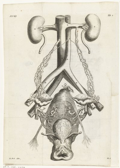 Anatomisk bilde av kvinnelige kjønnsorganer og nyrer Bokillustrasjon for: Reinier de Graaf, Alle de wercken, Amsterdam, 1686 av Hendrik Bary
