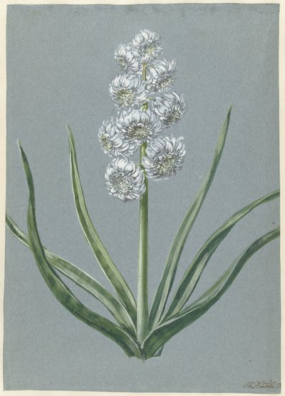 Hyacinth Margrave Karel van Baden Durlach Marqgraeff Carel v: Baden Durlach (tittel på objekt) av Hendrik Budde