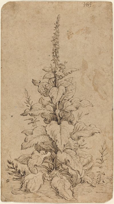 En revebjelle i blomst av Hendrik Goltzius