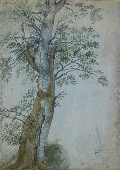 Study of a Tree, 1597-99 (penn i mørkebrunt blekk, pensel i wc og kroppsfarge, forsterket med hvitt på blått papir) av Hendrik Goltzius