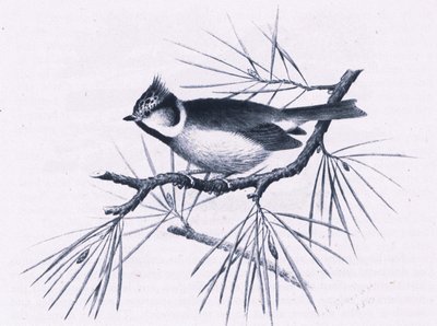 Scottish Crested Tits, Nature in Britain utgitt av Collins, 1946 av Hendrik Gronvold
