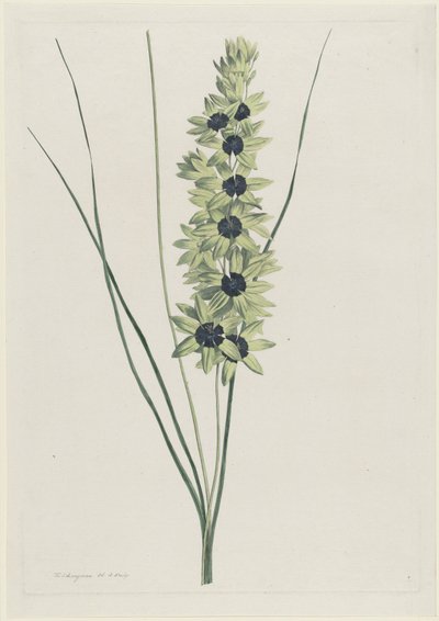 Afrikaanse iris (Ixia maculata verdi) av Hendrik Schwegman