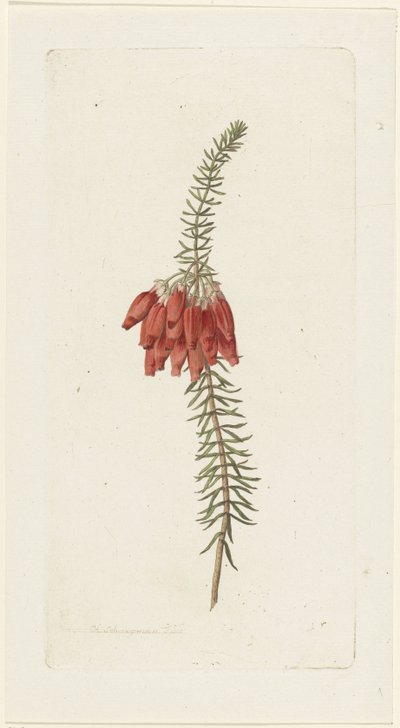 Blomster (Erica Mammosa) av Hendrik Schwegman