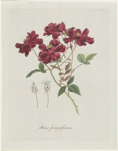 Kinesisk roos (Rosa chinensis Jacq.) Rosa semperflorens (tittel på objekt) av Hendrik Schwegman