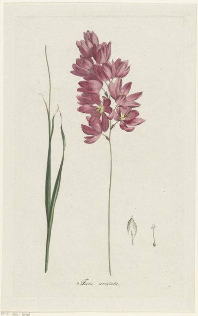 Ixia patens Aiton Ixia aristata (tittel på objekt) av Hendrik Schwegman