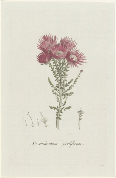 Phaenocoma prolifera Xeranthemum proliferum (tittel på objekt) av Hendrik Schwegman
