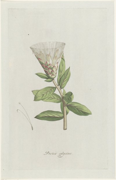 Protea Protea calycina (tittel på objekt) av Hendrik Schwegman