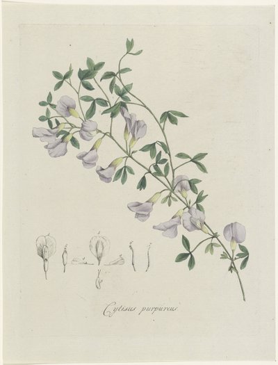 En lilla brasme Lilla Cytisus (tittel på objekt) av Hendrik Schwegman
