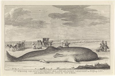 vasket opp spermhval Signering av en cache-lott 20. februar 1762 mellom Zandvoort og Wyk op Zee, kjørt på en strand, stor 61 fot 6 duum. (tittel på objekt) av Hendrik Spilman