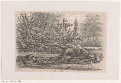 Tre blåst ned ved Koekamp, ​​​​etter stormen 28. mai 1860 Koekamp (tittel på objekt) Album med ti litografiske skisser, som viser Tooneelen of the Destruction, agitert av stormen 28. mai 1860 i 