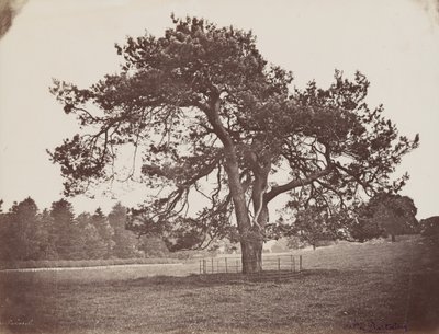  av Henri Charles de Rostaing