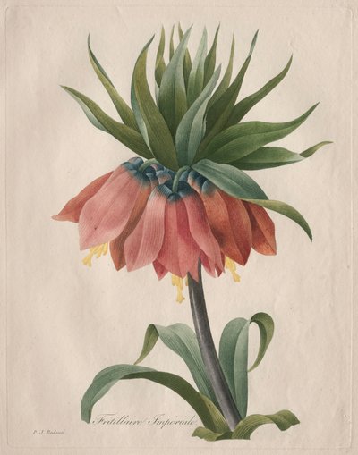 Crown Imperial Fritillary, 1827. av Pierre Joseph Redouté